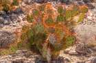 USA, Texas, Big Bend National Park. Close-up of backlit prickly pear cactus. Art Print